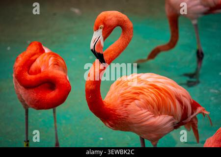 Amerikanischer Flamingo (Phoenicopterus ruber), der in einem Pool im ab steht! BioPark Zoo in Albuquerque, New Mexico Stockfoto