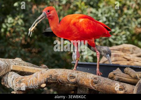 Ibis-Vogel Eudocimus ruber tropischer Watvogel mit Garnelen im Schnabel im Ozeanografisch Valencia, Spanien. Stockfoto