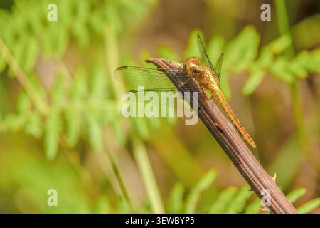 Eine braune Libelle, die auf einem getrockneten brombeerzweig in einem Wald in den östlichen Andengebirgen in Zentral-Kolumbien liegt. Stockfoto