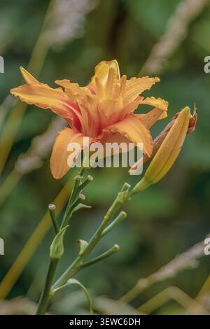 Orangen-Taglilienblüten und Knospen wachsen in einem Garten, in den östlichen Andengebirgen in Zentral-Kolumbien, in der Nähe des Naturschutzgebiets Iguaque. Stockfoto