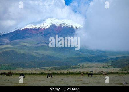 Wilde Pferde auf der Wiese am Cotopaxi Vulkan (Cotopaxi Nationalpark, Ecuador) Stockfoto