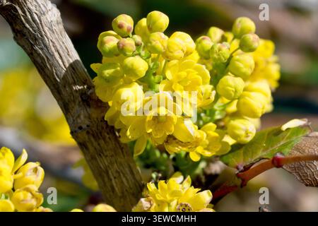 Oregon Traube (Mahonia aquifolium), Nahaufnahme des dicht gewachsenen Blütenkopfes des Strauchs, der die gelben Blüten zeigt, die sich im Frühjahr öffnen. Stockfoto