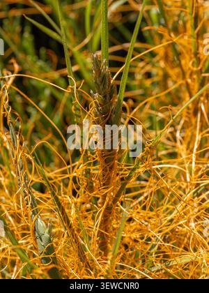 Hintergrundbeleuchtetes Bild des orangefarbenen pazifischen Goldfäden (Cuscuta pacifica), der über Gras in der Boundary Bay Saltmarsh, Delta, British Columbia, Kanada wächst Stockfoto