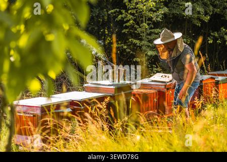 Ein Imker arbeitet an mehreren Bienenstöcken, die auf einer Grasfläche liegen. Die Sonne scheint auf den Tatort, während er die Bienenstöcke auf Aktivität überprüft. Er trägt Protekti Stockfoto
