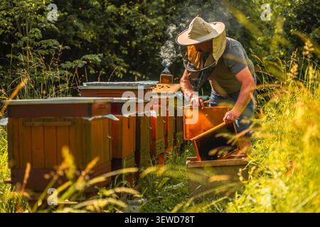 Eine Person neigt zu Bienenstöcken auf einem grasbewachsenen Feld an einem sonnigen Nachmittag. Rauch steigt aus den Bienenstöcken auf, während der Imker die Rahmen sorgfältig inspiziert. Die Scen Stockfoto