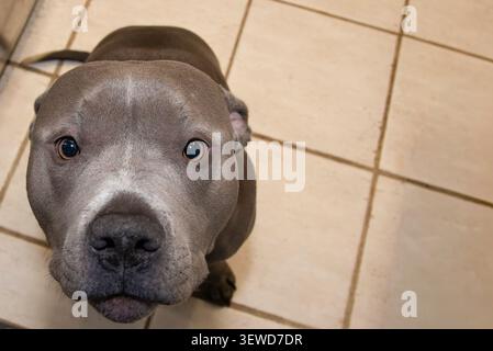 Ein obenliegendes Porträt eines Blue Nose Pit Bill, der in die Kamera blickt. Stockfoto