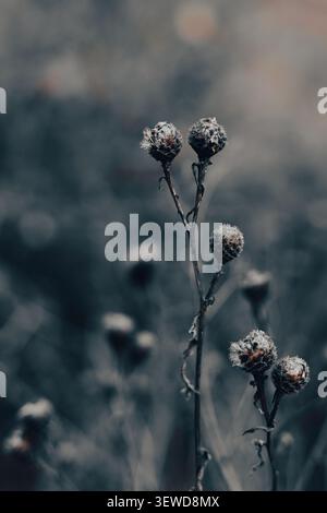 Minimalistische Nahaufnahme von getrockneten Wildblumenköpfen vor einem weichen, unscharfen natürlichen Hintergrund. Stockfoto