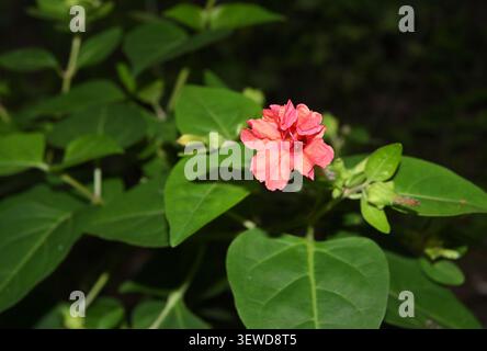 Blick auf ein orangefarbenes Wunder von Peru (mirabilis jalapa), das im Garten blüht, aufgenommen mit Blitz Stockfoto