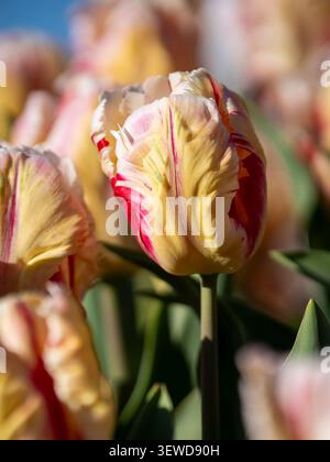 Tulpen mit Fransen „Flaming Art“-Tulpen mit cremeweißen, gelben und purpurroten Blütenblättern, die im warmen Frühlingssonnenlicht blühen. Stockfoto