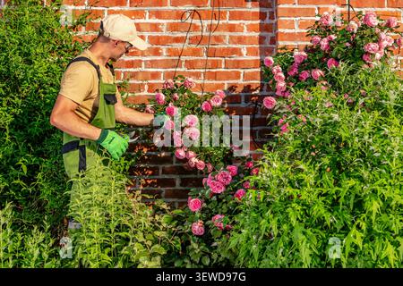 Eine Person arbeitet in einem Garten und kümmert sich um rosa Rosen, die neben einer Ziegelmauer wachsen. Die Sonne scheint, und die Pflanzen um die Rosen sind grün Stockfoto