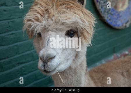 Ein flauschiger Alpaka-Snack auf der Vauxhall City Farm, einem beliebten Londoner Wahrzeichen, das eine Tieroase im Herzen der Stadt bietet. Stockfoto