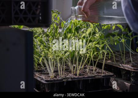 Nahaufnahme des sorgfältigen Gießens gesunder Tomatensämlinge während der frühen Wachstumsphase in einem Gewächshaus oder Gartenschuppen. Das Bild stellt Seed s dar Stockfoto