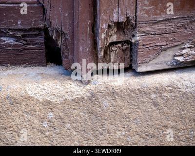 Verfaultes Holz, das Verfall und Beschädigung an einem alten Türrahmen und Steinfundament zeigt Stockfoto