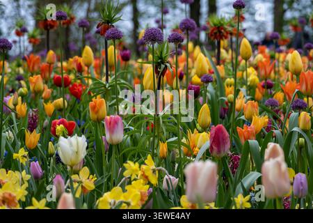 Gemischte Frühlingszwiebelpflanzung mit Tulpen, allium und Kronenblumen in den Gärten von Keukenhof, Lisse, Niederlande. Stockfoto