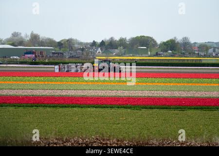 Landwirtschaftlicher Traktor auf farbenfrohen niederländischen Blumenfeldern in der Nähe von Keukenhof mit gestreiften Frühlingsblumenreihen in Lisse, Südholland. Stockfoto