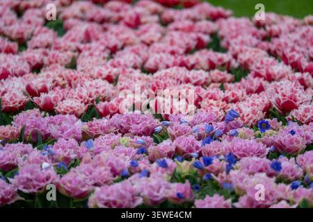 Pinkfarbenes Tulpenbett mit kleinen blauen Blumen in den Gärten von Keukenhof, fotografiert im Frühjahr in Lisse, Südholland, Niederlande. Stockfoto