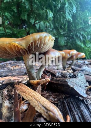 Aus einem niedrigen Winkel sehen Sie Psilocybe subaeruginosa Pilze, die auf verfallendem Holz unter Nadelbäumen in Victoria, Australien, wachsen. Stockfoto