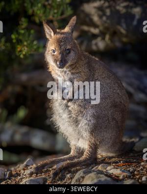 Bennett's Red-Neck Wallaby in Mount Cradle - Lake St. Clair National Park, Tasmanien, Australien. Stockfoto