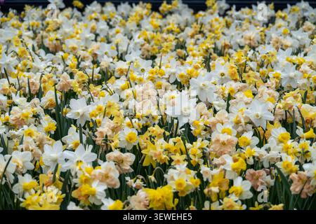 Dichtes Bett aus weißen und gelben Narzissen, einschließlich Doppelsorten, blüht im Keukenhof in Lisse, Niederlande. Stockfoto