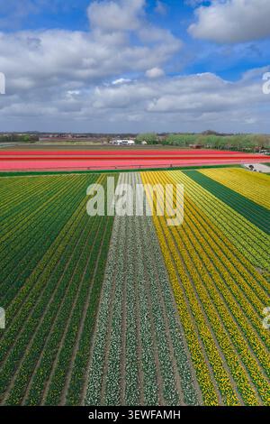 Vertikal formatierte Drohnenansicht der zusammenkommenden Bollenstreek-Zwiebelfelder in voller Aprilblüte in der Nähe von Keukenhof und Lisse, Südholland, Niederlande. Stockfoto