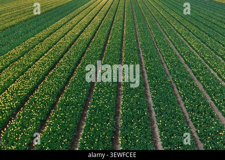 Direkt über der Drohne erblickende goldgelbe Narzissen (Narcissus) Blüten an den Rändern von dichten grünen Blattreihen in einem Bollenstreek-Blumenfeld n Stockfoto