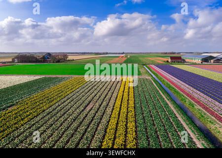 Weite Drohnenansicht einer bunten Bollenstreek-Blumenfeldlandschaft in der Nähe von Keukenhof und Lisse, Südholland, Niederlande, mit allen drei klassischen D-Elementen Stockfoto