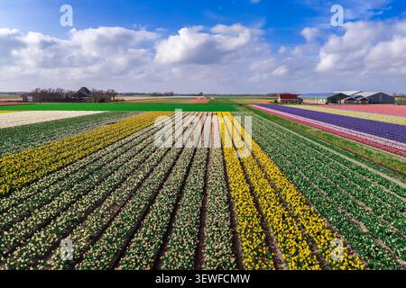 Aus der Luft sehen Sie dichte, goldgelbe Narzissen-Reihen, die sich in dramatischer Perspektive zu niederländischen Bauernhäusern und Gewächshäusern auf dem h zusammenfügen Stockfoto