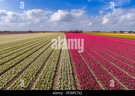 Luftaufnahme von dichten cremeweißen Narzissen- (Narcissus) Reihen und leuchtend rosa Tulpen- (Tulipa) Reihen nebeneinander in einer symmetrischen V-förmigen Perspektive Stockfoto