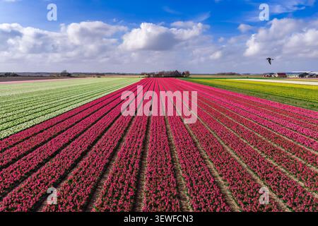 Luftaufnahme von dichten Reihen rosa und magentafarbener Hyazinthen (Hyacinthus orientalis), die sich in dramatischer linearer Perspektive auf die Bauernhäuser auf t konzentrieren Stockfoto