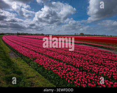 Bodenansicht einer schwungvollen Kurve aus rosa und roten Tulpenreihen (Tulipa) in einem kommerziellen Blumenfeld von Bollenstreek in der Nähe von Keukenhof und Lisse in Süd-Ho Stockfoto
