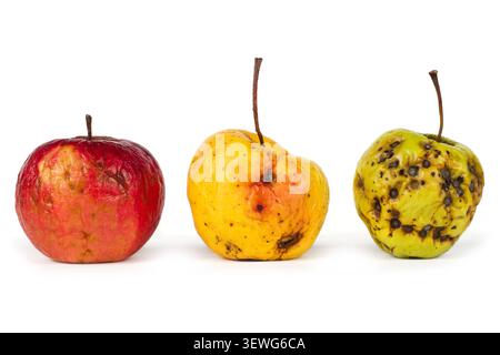 Ein Satz verdorbener Äpfel auf weißem Hintergrund. Verfaulte Äpfel. Rote gelbe und grüne verwelkte Äpfel. Stockfoto