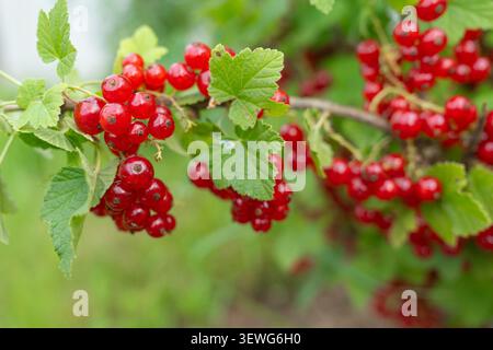 Vertikale Nahaufnahme von schweren Bündeln reifer roter Johannisbeerbeeren, die von einem grünen Zweig mit weichem Bokeh-Hintergrund hängen. Natürlicher Obstbau Stockfoto