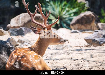 Ein geflecktes Hirsch ruht in der Sonne mit majestätischen Samtgeweihen Stockfoto