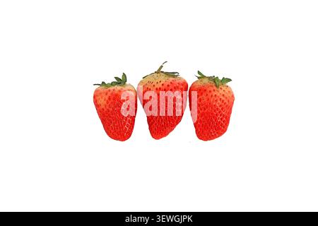 Hochauflösende Nahaufnahme von drei ordentlich angeordneten frischen Erdbeeren vor einem klaren hellgrauen Hintergrund. Die Erdbeeren sind lebendig Stockfoto