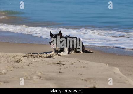 Nasser Hund liegt am Sandstrand nach dem Schwimmen im Meer Stockfoto
