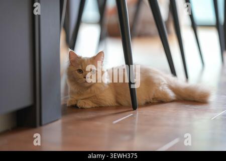 Die flauschige Ingwerkatze liegt unter den Tischbeinen. Weiches Fell glänzt unter warmer Innenbeleuchtung. Augen breit, neugierig und voller stiller Aufmerksamkeit. Ruhig, gemütlich, Stockfoto