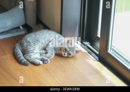 Graue Tabby-Katze liegt neben der Fensterbank. Sanftes Sonnenlicht leuchtet auf dem Holzboden. Gemütliche, friedliche Momente in Innenräumen. Die Katze scheint entspannt zu sein, die Augen sind halb Stockfoto
