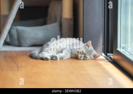 Graue Tabby-Katze schläft auf warmem Holzboden. Sanftes Sonnenlicht leuchtet neben seiner entspannten Form. Es liegt in der Nähe eines Glasfensters mit sanftem Morgenlicht Stockfoto