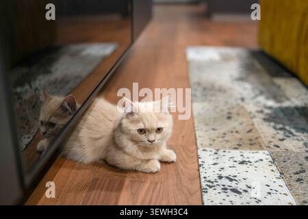 Flauschiges Kätzchen sitzt auf Holzboden und blickt nach vorne. Reflektierender Spiegel zeigt seinen neugierigen Ausdruck. Weiches Fell bildet einen Kontrast zu gemusterten Fliesen daneben. Krieg Stockfoto