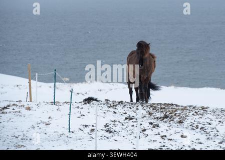 Islandpferd steht auf einem schneebedeckten Hügel mit Blick auf das Meer und zeigt seine Widerstandsfähigkeit in einer kalten, winterlichen Landschaft. Island Stockfoto