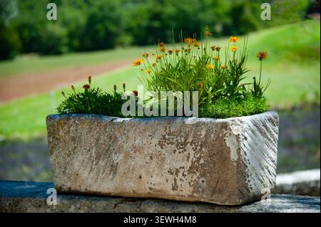 Alte Steinpflanzpflanze mit verschiedenen grünen Pflanzen und gelb-orangen Blüten vor ländlichem Hintergrund Stockfoto