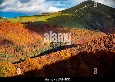 Schöner und farbenfroher Buchenwald mitten im Herbst im Dschungel Irati, Navarra, Spanien mit einem wunderschönen Morgenlicht Stockfoto