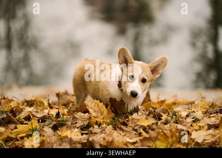 Ein ruhiger Corgi-Hund, der inmitten von herbstlichen Blättern in einer ruhigen Umgebung steht und sein flauschiges Fell und seine natürliche Schönheit in einem saisonalen Thema mit zeigt Stockfoto