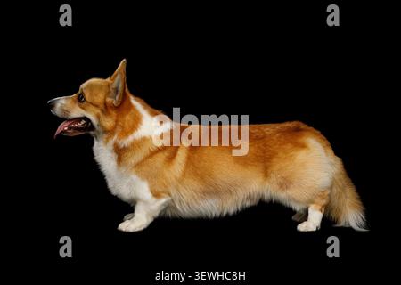 Lustiger Hund Corgi pembroke steht in voller Länge im Studio vor schwarzem Hintergrund, Seitenansicht Stockfoto