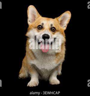 Lustiger Hund Corgi pembroke im Studio vor schwarzem Hintergrund Stockfoto