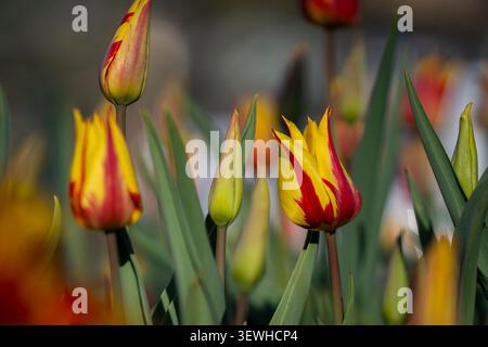Nahaufnahme der leuchtenden Tulipa „Feuerwerk“-Tulpen mit auffälligen gelben Blütenblättern und kräftigen karmesinroten Flammen, beleuchtet von warmem Sonnenlicht der goldenen Stunde. Stockfoto