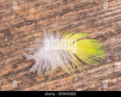 Rosenberingte Sittichfeder auf schwarzem Hintergrund - Makrofotografie. Hochwertige Fotos Stockfoto