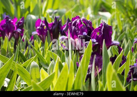 Dunkle lila Irisblumen blühen im üppig grünen Frühlingsgarten unter hellem natürlichem Sonnenlicht Stockfoto