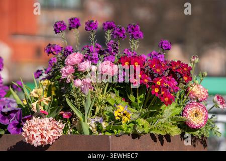Farbenfrohe Auswahl an Frühlingsblumen, darunter Ranunkeln, Primeln, Wandblumen, Stiefmütterchen, Hyazinthen und Tulpen, die in einem Pflanztopf im Freien blühen. Stockfoto