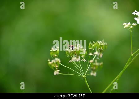 Cantharis-Käfer auf weißer Blume. Cantharis rustica auf filigraner weißer Blume. Stockfoto